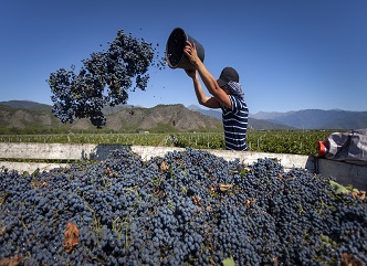  As of September 15, a total of 111,000 tons of grapes have been processed in Kakheti