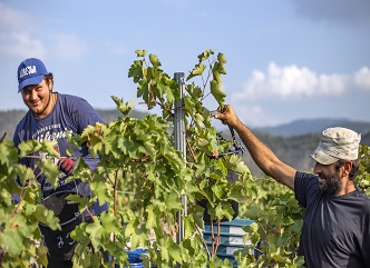 As of September 18, a total of 146,000 tons of grapes have been processed in Kakheti