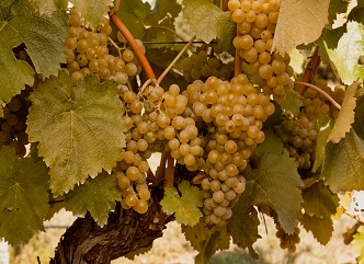 As of September 23, a total of 205 thousand tons of grapes have been processed in Kakheti