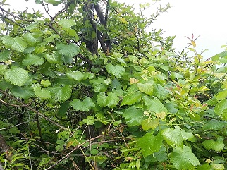 Associate Professor at the University of Milan, Fabio Quaglino, visited Georgia to conduct research on phytoplasma diseases affecting wild grapevines.