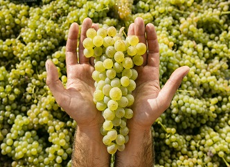 Within the framework of Rtveli 2025, the state enterprise will purchase the unsold grape harvest