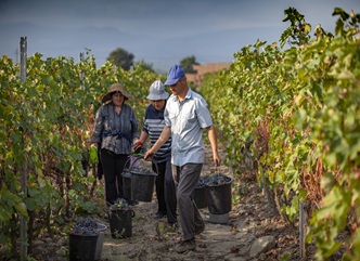 Harvest in Kakheti Traditionally Started from Dedoplistskaro Municipality