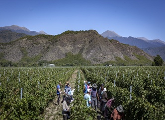 As of September 19, 64,000 tons of grapes have been processed in the Kakheti region.