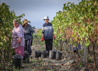 As of September 26, 133,000 tons of grapes have been processed in the Kakheti region.