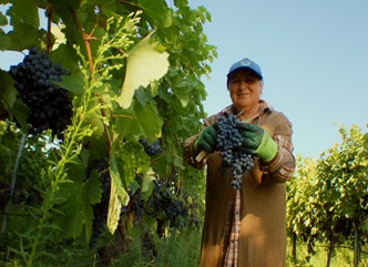 As of October 4, nearly 191,000 tons of grapes have been processed in the Kakheti region, where the grape harvest is actively underway.