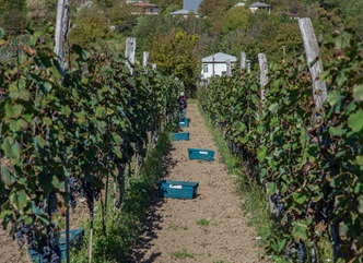 Harvest in Racha