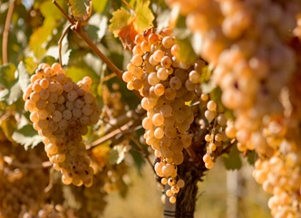 The grape harvest is actively continuing in Kakheti and Racha.