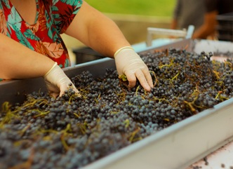 Up to 10,000 tons of grapes are processed daily in Kakheti.