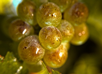 During the past 24 hours, about 8,000 tons of grapes were processed in Kakheti