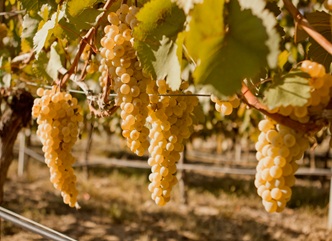 “The price difference between conditioned and unconditioned grapes serves as an additional incentive for winegrowers to focus on producing high-quality grapes,” stated Levan Mekhuzla.