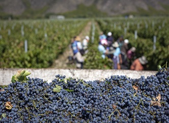 Grape Harvest in Kakheti Reaches Its Peak 
