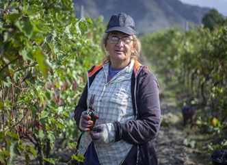 As of October 8, 206,540 tons of grapes have been processed in Kakheti