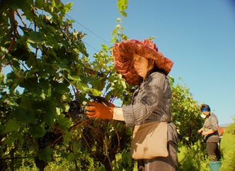 99.3% of nearly 220 thousand tonnes of grapes processed in Kakheti are of high and medium quality