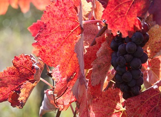 115 tons of grapes are already delivered in  Racha-Lechkhumi region