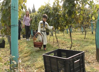 Vintage of Collection Vineyards Was Held in Tsinandali