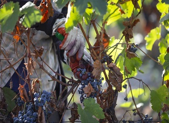 სტიქიის შედეგად დაზიანებული ყურძენი ღვინის საწარმოებს 1000-მდე მევენახემ ჩააბარა - მათი შემოსავალი 6 მლნ ლარს აღწევს
