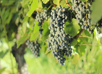 6 სექტემბრის მონაცემებით, კახეთში გასულ წელთან შედარებით 6-ჯერ მეტი ყურძენია გადამუშავებული
