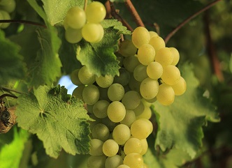 9 სექტემბრის მონაცემებით, კახეთში 58 ათასი ტონა ყურძენია გადამუშავებული