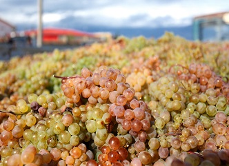 კახეთში 120 ათას ტონამდე ყურძენია გადამუშავებული