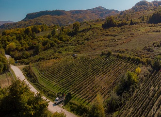 12 ოქტომბრის მონაცემებით, რაჭის რეგიონში 1000 ტონამდე ყურძენი უკვე დაბინავებულია 