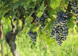 2025 წლის რთველის პროცესში დამატებითი ცხელი ხაზი ამოქმედდება