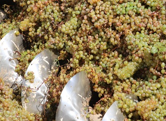 სეტყვისგან დაზარალებულ მევენახეებს ყურძნის ჩაბარების პრობლემა არ შეექმნებათ  