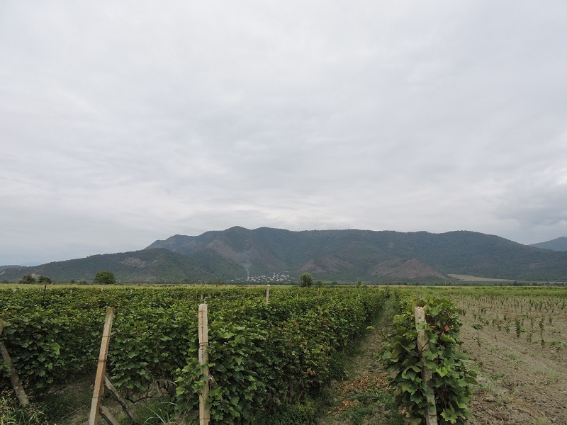 ქართული ღვინო კვლავ მოექცა უცხოური გამოცემების ყურადღების ქვეშ