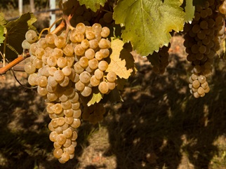 The Government of Georgia has reviewed and approved the draft resolution, "Measures for Organising the 2026 Grape Harvest."